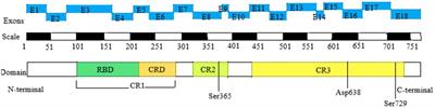Exploring the clinical complexity of cardio-facio-cutaneous syndrome: insights from a pediatric case series